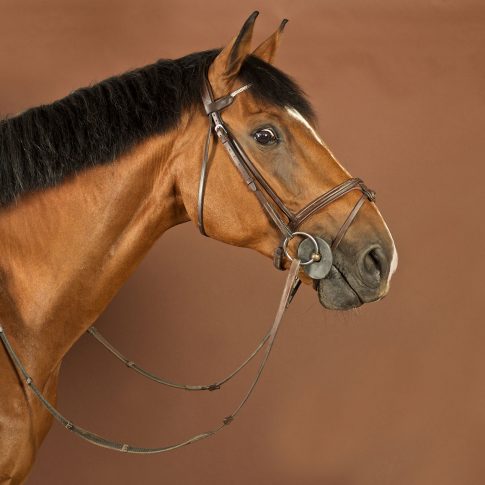 Cette photo représente un portrait de cheval sur fond marron glacé réalisé en studio photographie